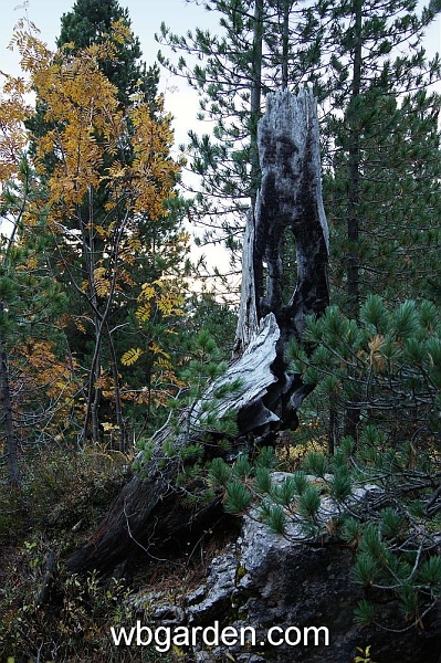 wbgarden alps 94.JPG